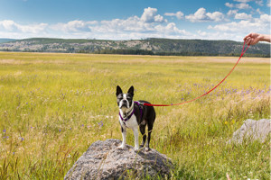 Pet Friendly in Grand Teton National Park