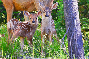 Inn on the Creek | Blocks to the Town Square
